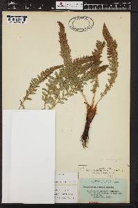 Polystichum lemmonii image