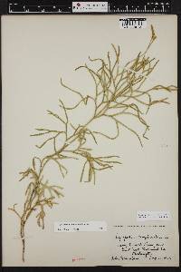 Diphasiastrum complanatum subsp. complanatum image