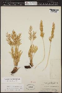 Cryptogramma acrostichoides image