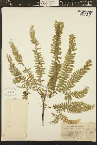 Adiantum aleuticum image