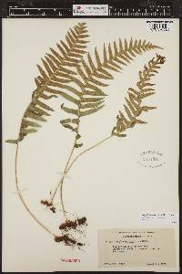 Polypodium glycyrrhiza image