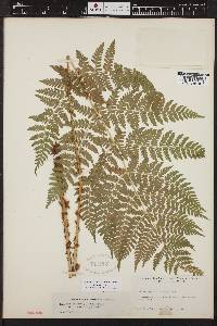 Dryopteris expansa image