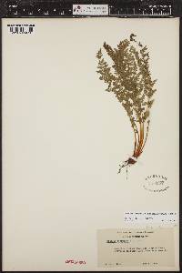 Woodsia scopulina subsp. laurentiana image