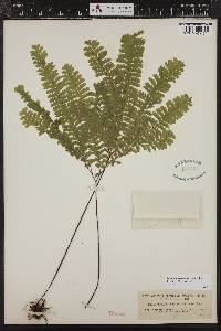 Adiantum aleuticum image