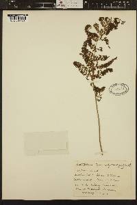 Leptopteris hymenophylloides image