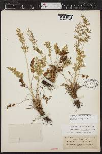 Cryptogramma acrostichoides image