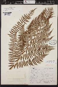 Athyrium asplenioides var. cyclosorum image