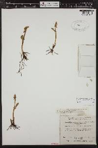 Botrychium minganense image