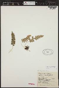 Polypodium hesperium image