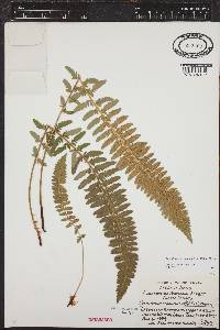 Polystichum scopulinum image