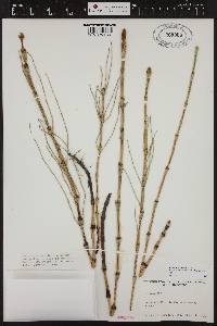 Equisetum palustre image