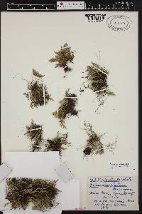 Selaginella wallacei image