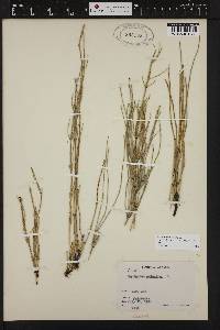 Equisetum palustre image