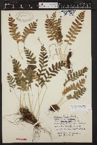 Polypodium hesperium image