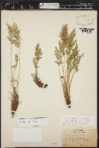 Cryptogramma acrostichoides image