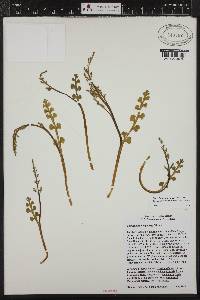 Botrychium minganense image