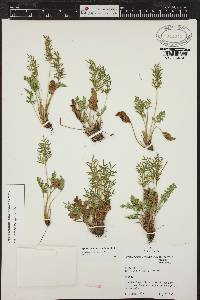 Cryptogramma acrostichoides image