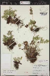 Cryptogramma acrostichoides image