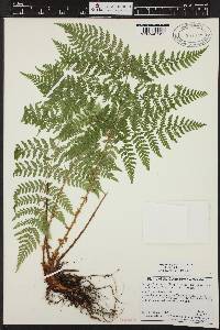 Dryopteris expansa image