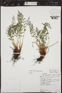 Woodsia scopulina image