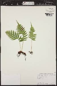 Polypodium glycyrrhiza image