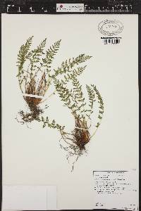 Woodsia oregana subsp. oregana image