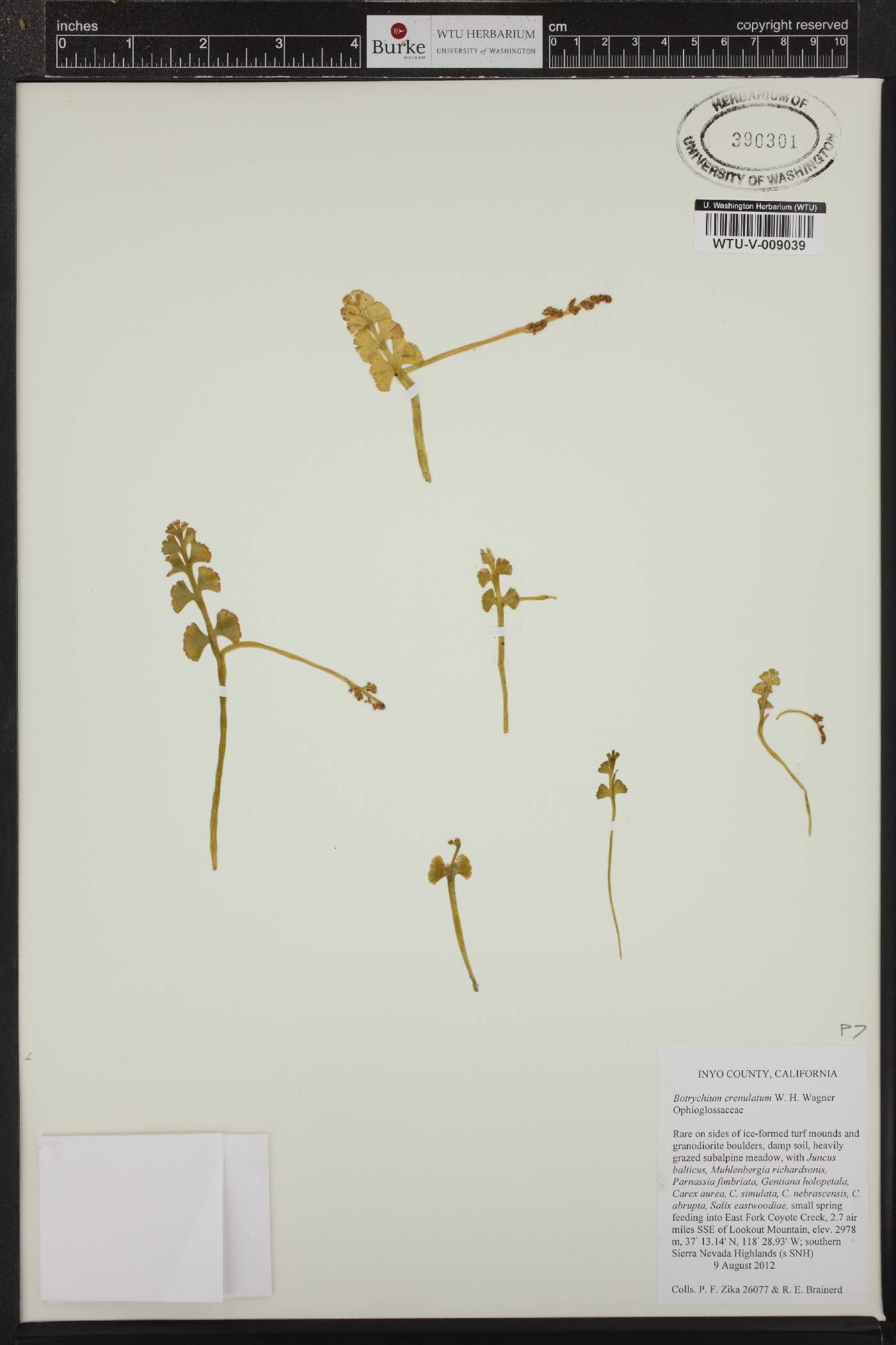 Botrychium crenulatum image
