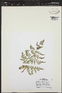 Dryopteris campyloptera image