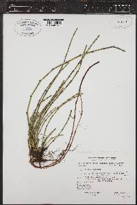 Equisetum variegatum subsp. alaskanum image