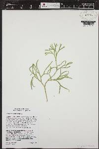 Diphasiastrum complanatum subsp. complanatum image