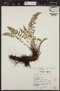 Woodsia scopulina image