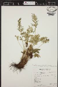 Cryptogramma acrostichoides image