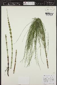 Equisetum palustre image