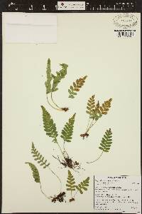 Polypodium amorphum image