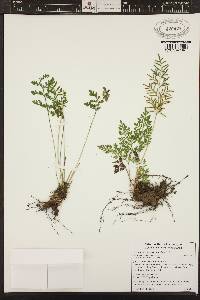 Cryptogramma acrostichoides image