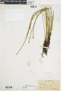 Equisetum nelsonii image