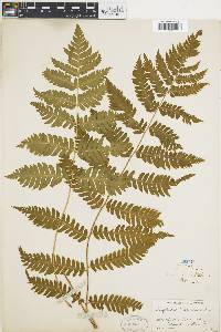 Dryopteris goldieana image