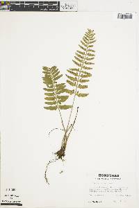 Image of Asplenium auritum