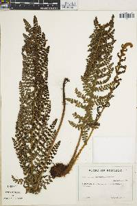 Polystichum orbiculatum image