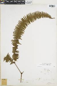 Image of Sticherus nudus