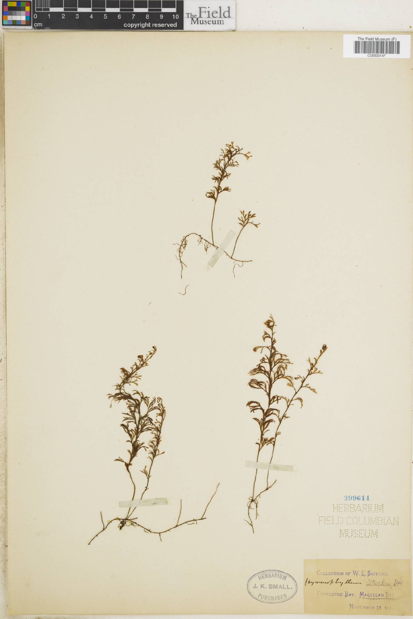 Hymenophylloideae image