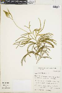 Diphasiastrum thyoides image