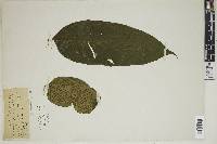 Diplazium nicotianifolium image