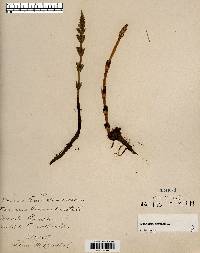 Equisetum arvense image