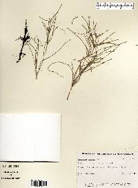 Equisetum arvense image