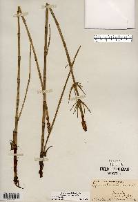 Equisetum fluviatile image