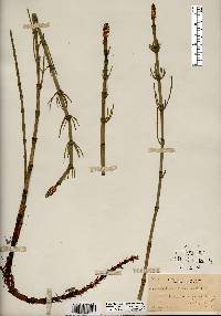 Equisetum fluviatile image