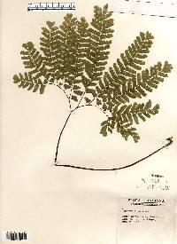 Adiantum pedatum image