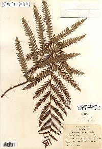 Image of Woodwardia virginica