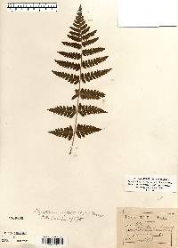 Dryopteris cristata image